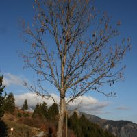 gal_automne_00013