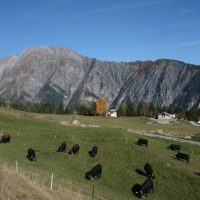 gal_automne_00022