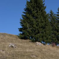 gal_automne_00024