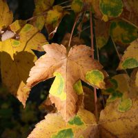 gal_automne_00025