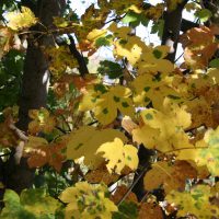 gal_automne_00026