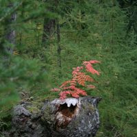 gal_automne_00027