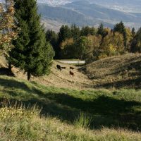 gal_automne_00029