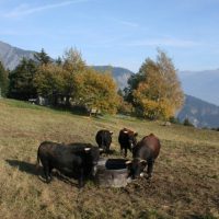 gal_automne_00035