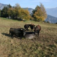 gal_automne_00036