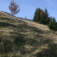 gal_automne_00038