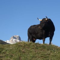 gal_automne_00046
