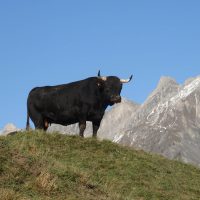 gal_automne_00047