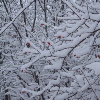 gal_hiver_00032